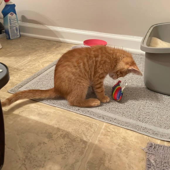 Meet your Posher, Jess - Picture 15 of 16